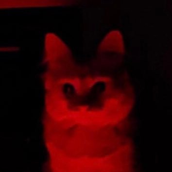 the demon cat